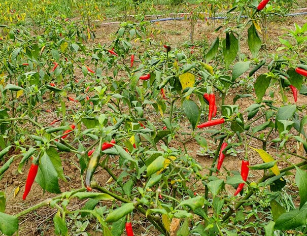 bong-lai-village-chili-plante