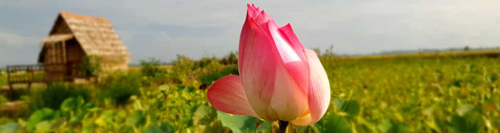 Lotusblomsten er Vietnams nationalblomst. Oplev lotusblomsten i smukke Vietnam.