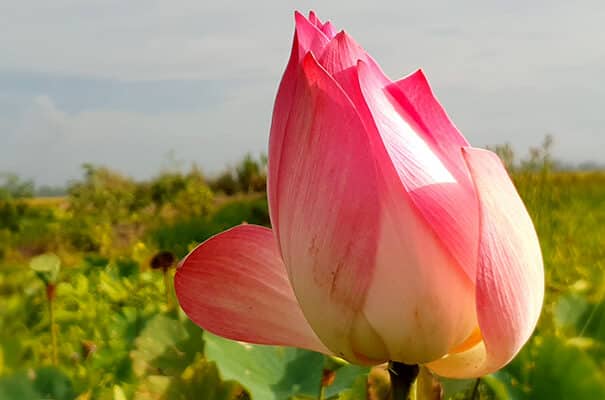 Lotusblomsten er Vietnams nationalblomst. Oplev lotusblomsten i smukke Vietnam.
