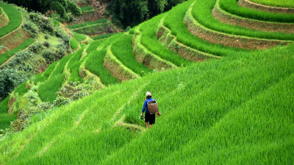 pakkerejse-klassiske-vietnam-sapa-rismarker-kvinde-paa-sti
