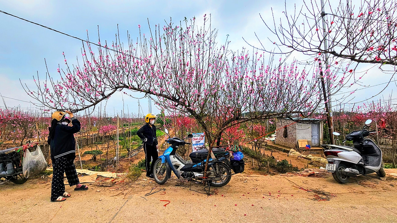 peach blossom